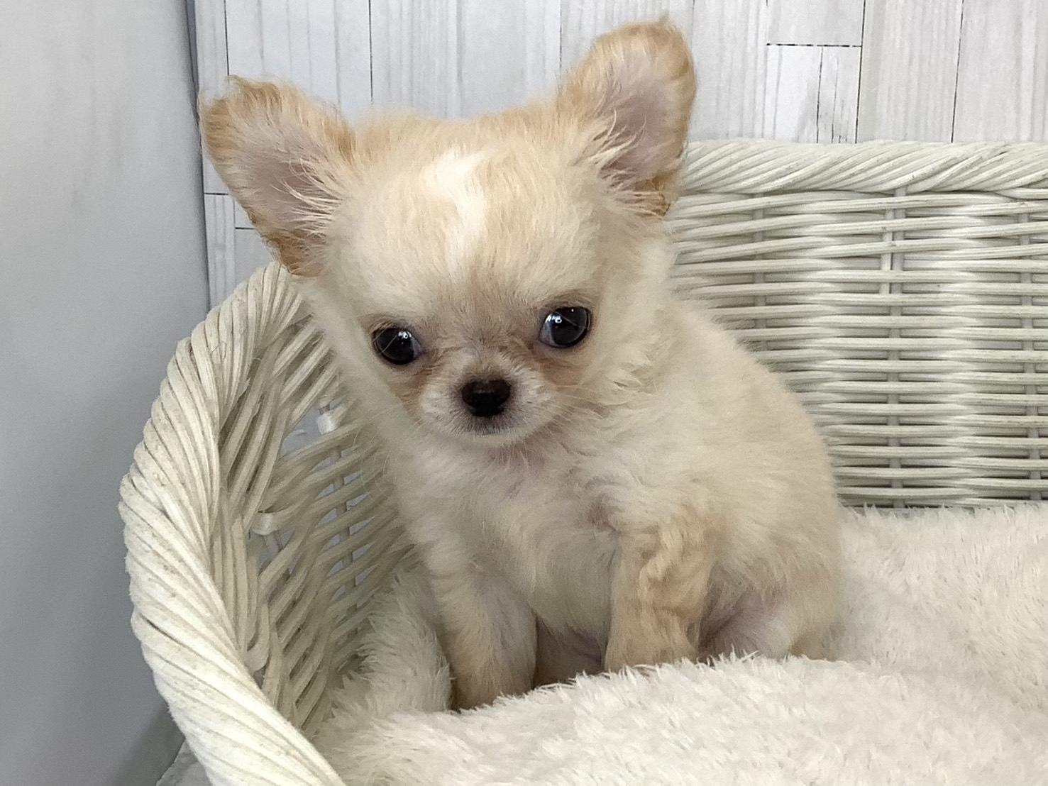 奈良県のチワワ(ロング) (マルエスペット いかるが店/2026年5月4日生まれ/男の子/クリーム)の子犬の1枚目の画像
