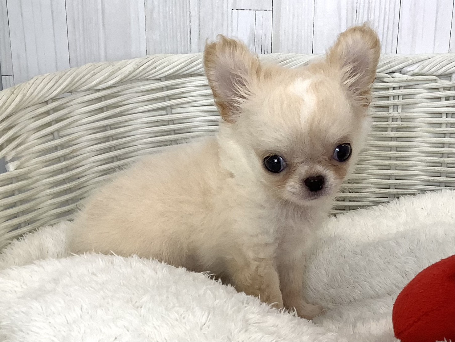 奈良県のチワワ(ロング) (マルエスペット いかるが店/2026年5月4日生まれ/男の子/クリーム)の子犬の2枚目の画像