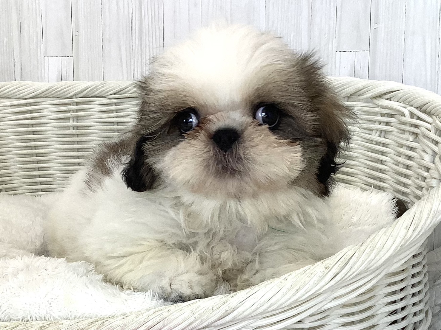 静岡県のシーズー (マルエスペット島田店/2026年5月5日生まれ/男の子/ホワイトゴールド)の子犬の1枚目の画像