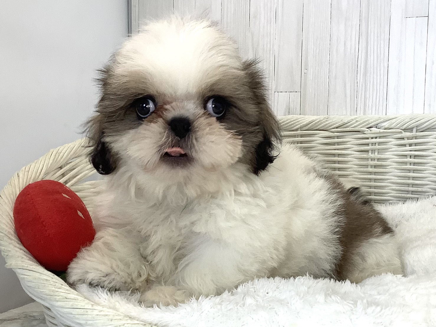 静岡県のシーズー (マルエスペット島田店/2026年5月5日生まれ/男の子/ホワイトゴールド)の子犬の3枚目の画像