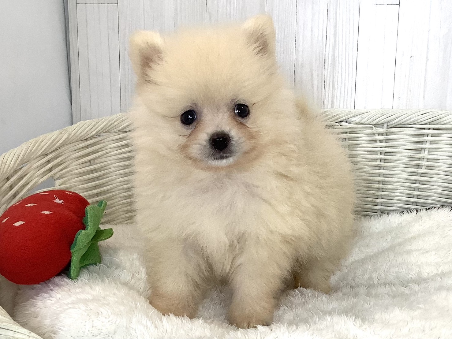 静岡県のポメラニアン (マルエスペット島田店/2026年5月4日生まれ/男の子/クリーム)の子犬の3枚目の画像