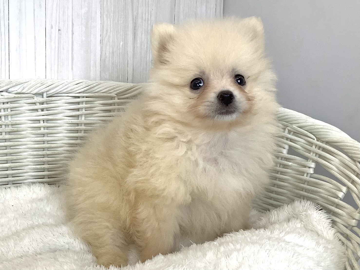 静岡県のポメラニアン (マルエスペット島田店/2026年5月4日生まれ/男の子/クリーム)の子犬の2枚目の画像