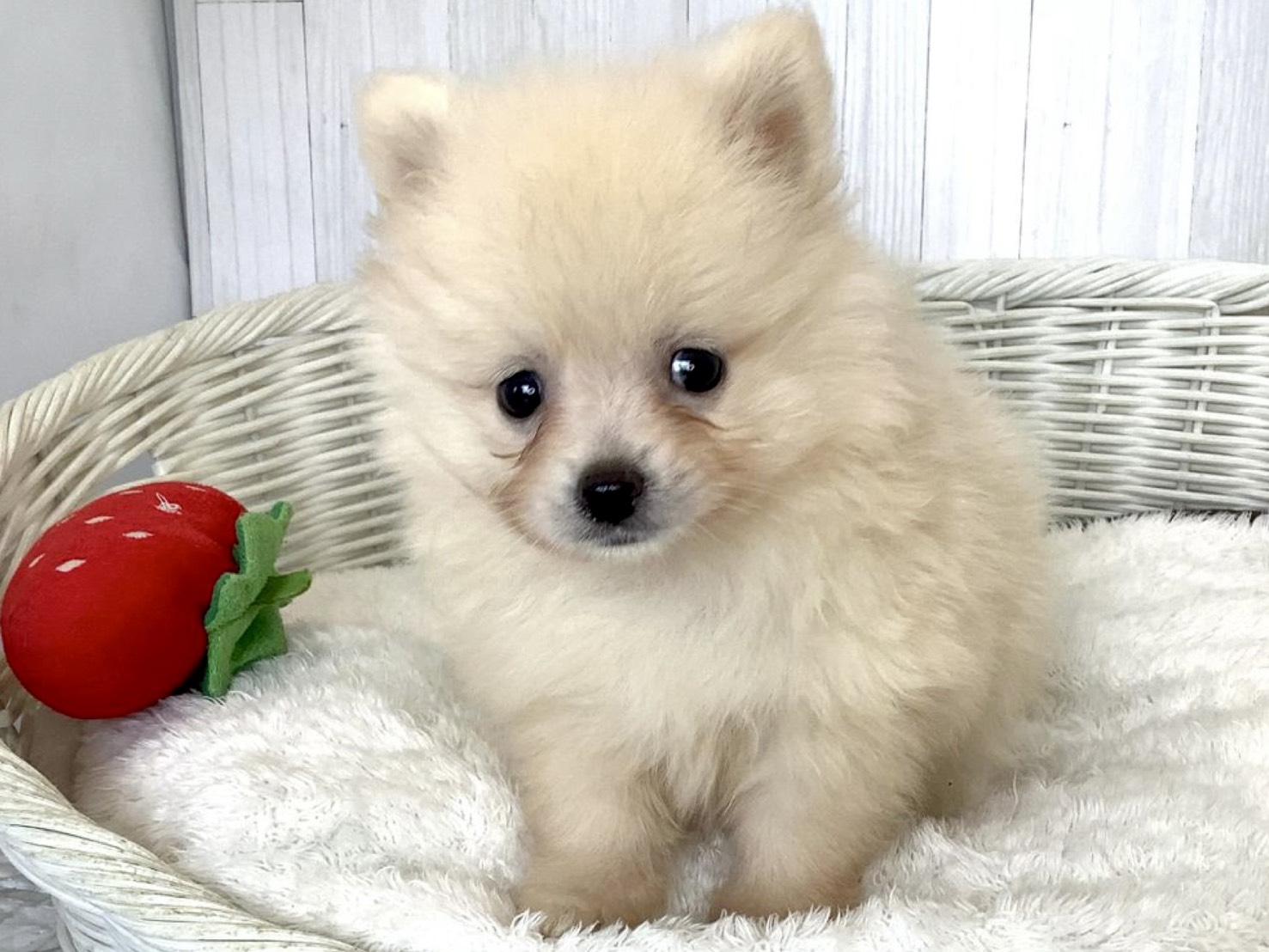 静岡県のポメラニアン (マルエスペット島田店/2026年5月4日生まれ/男の子/クリーム)の子犬の1枚目の画像
