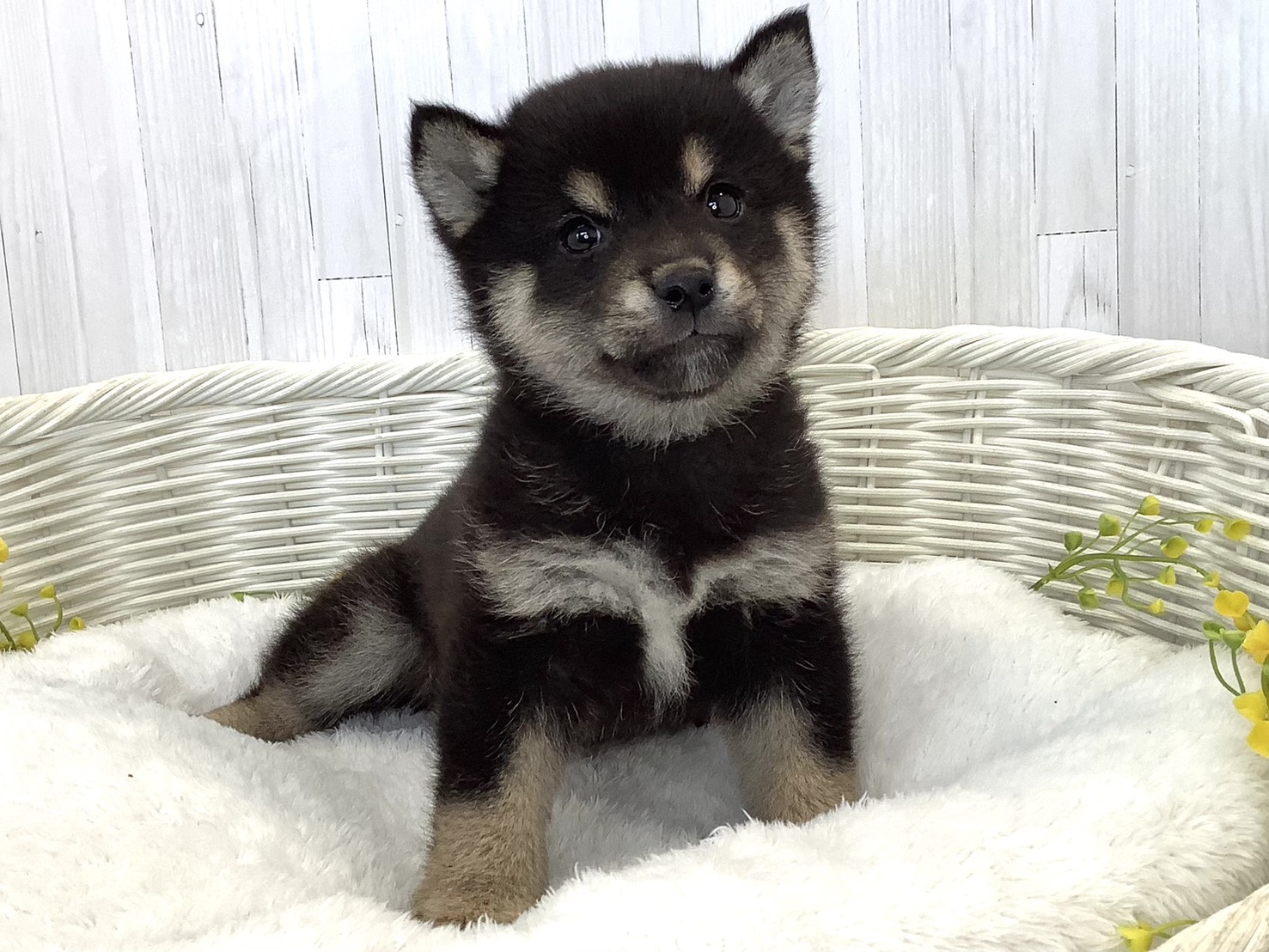 愛知県の豆柴 (ペッツワン岡崎美合店/2026年5月15日生まれ/男の子/黒)の子犬の1枚目の画像