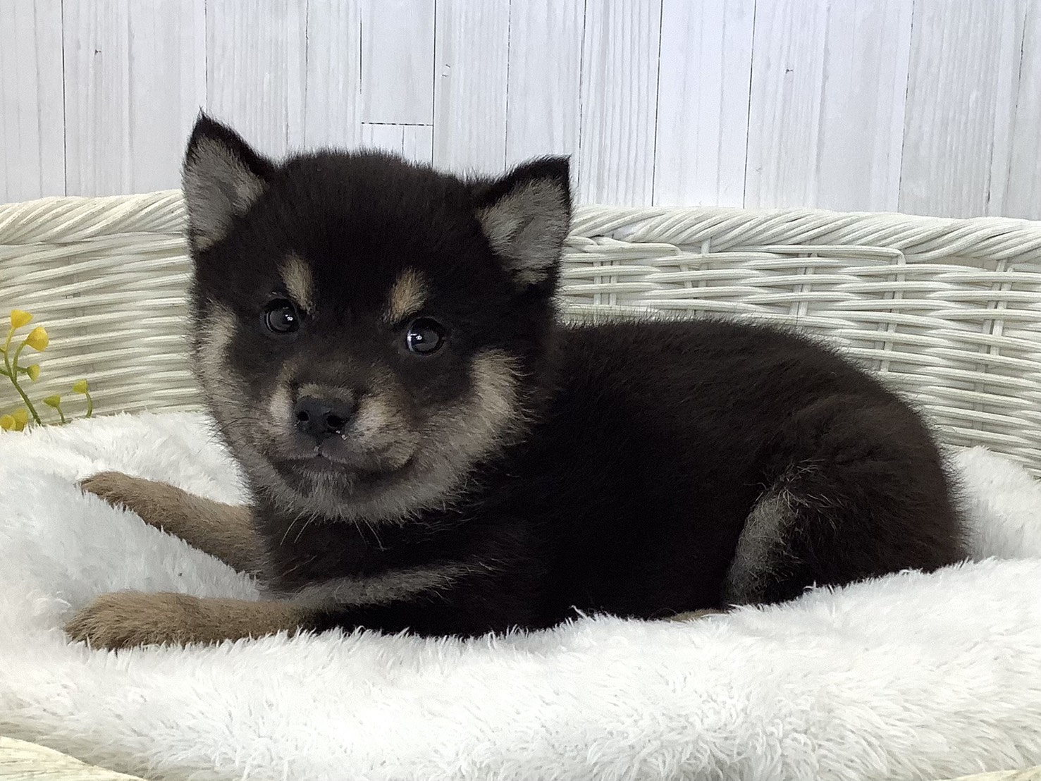 愛知県の豆柴 (ペッツワン岡崎美合店/2026年5月15日生まれ/男の子/黒)の子犬の2枚目の画像