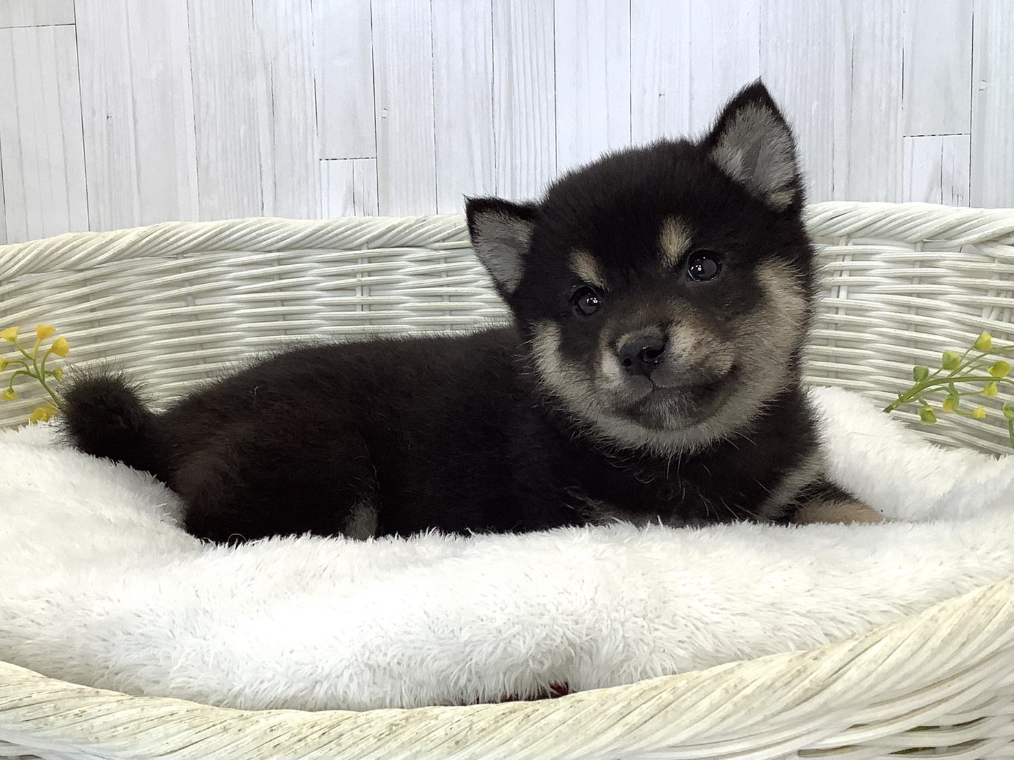 愛知県の豆柴 (ペッツワン岡崎美合店/2026年5月15日生まれ/男の子/黒)の子犬の3枚目の画像