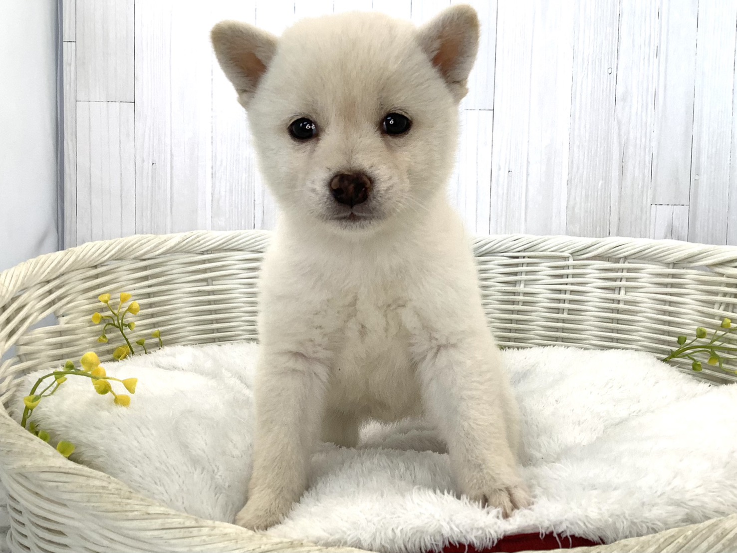 奈良県の柴犬(標準サイズ) (ペットアミ生駒店/2026年5月17日生まれ/女の子/白)の子犬の1枚目の画像