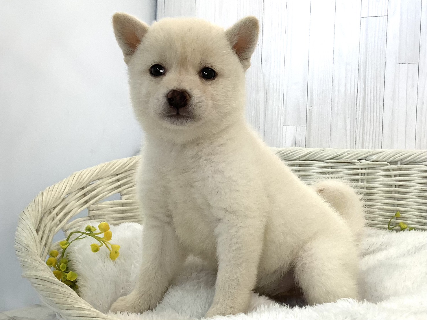 奈良県の柴犬(標準サイズ) (ペットアミ生駒店/2026年5月17日生まれ/女の子/白)の子犬の2枚目の画像