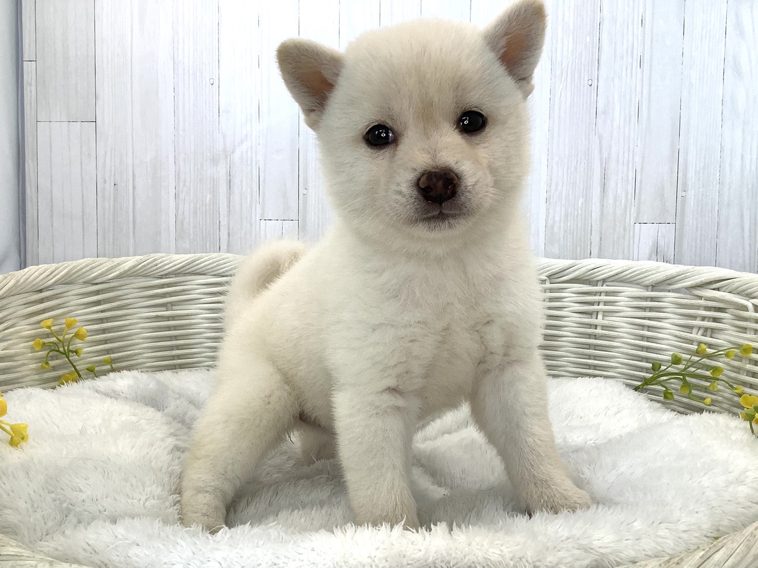 奈良県の柴犬(標準サイズ) (ペットアミ生駒店/2026年5月17日生まれ/女の子/白)の子犬の3枚目の画像
