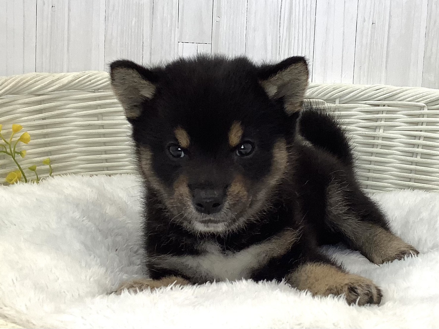 愛知県の柴犬(標準サイズ) (ペッツワン岡崎美合店/2026年5月17日生まれ/男の子/黒)の子犬の1枚目の画像