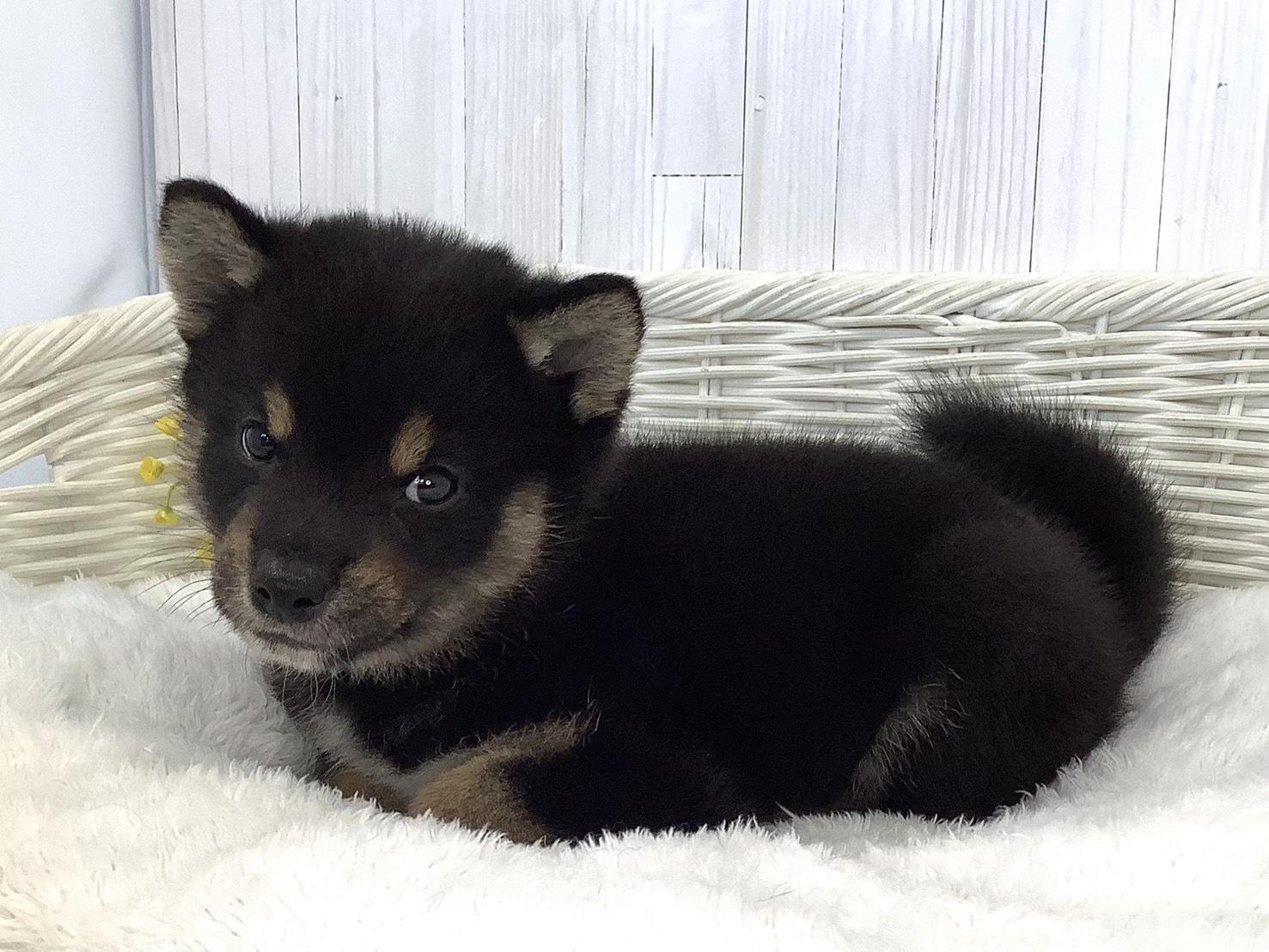 愛知県の柴犬(標準サイズ) (ペッツワン岡崎美合店/2026年5月17日生まれ/男の子/黒)の子犬の3枚目の画像