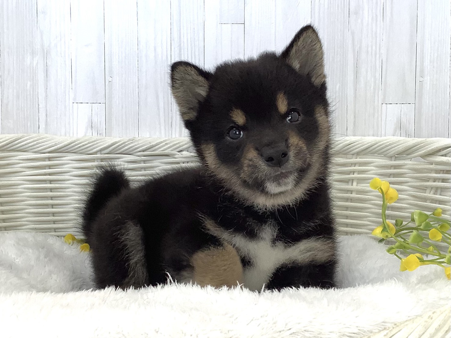 愛知県の柴犬(標準サイズ) (ペッツワン岡崎美合店/2026年5月17日生まれ/男の子/黒)の子犬の2枚目の画像