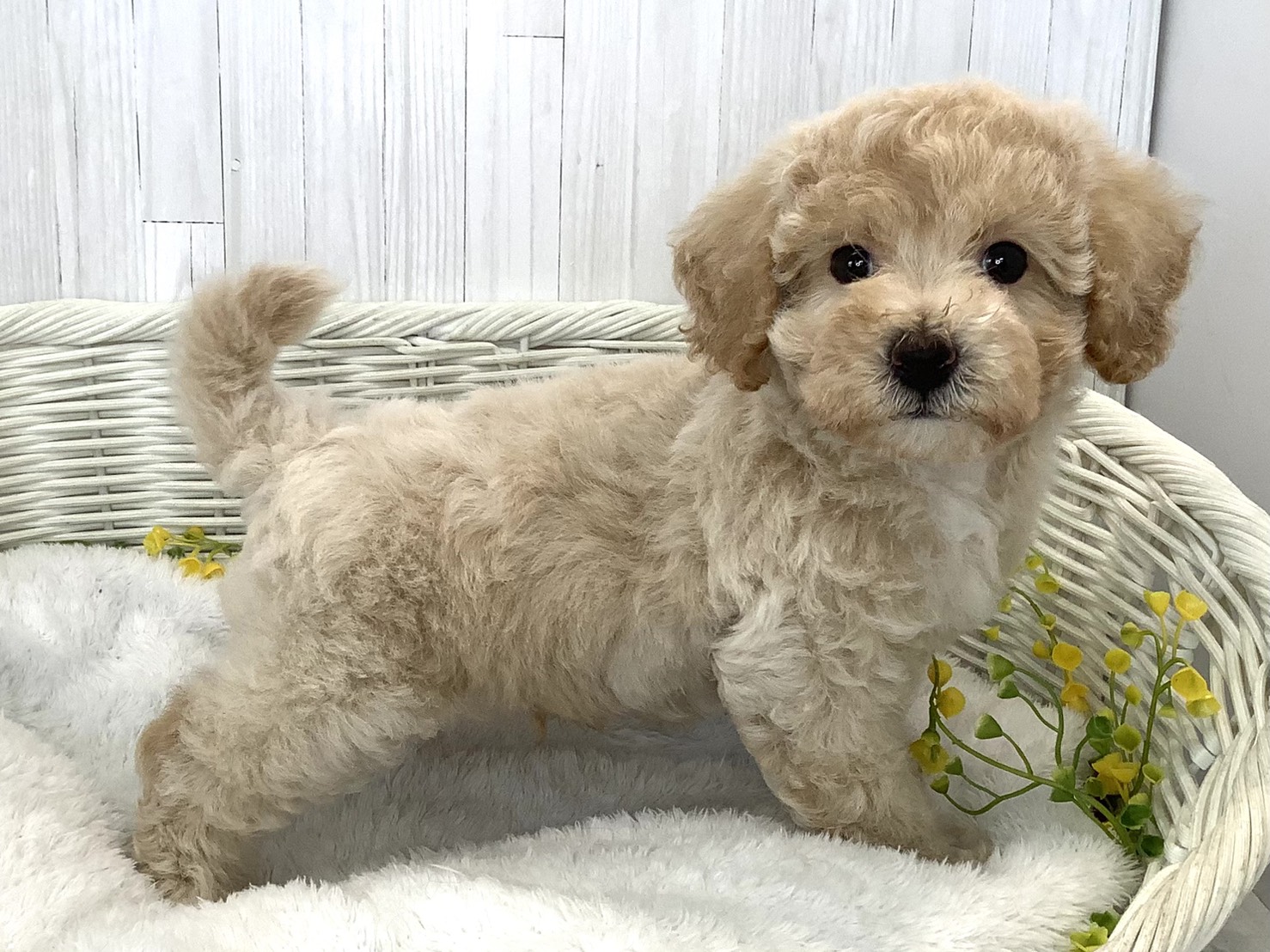 神奈川県のビションプー(ビションフリーゼ×プードル) (マルエスペット湯河原店/2026年5月18日生まれ/男の子/クリーム)の子犬の2枚目の画像