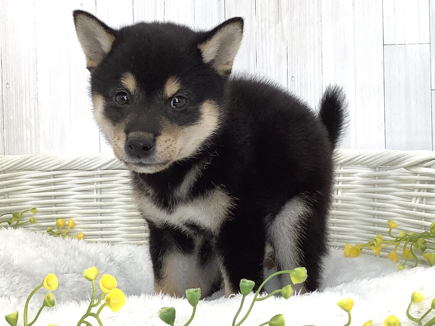 静岡県の豆柴 (マルエスペット富士店/2026年5月23日生まれ/男の子/黒)の子犬の3枚目の画像