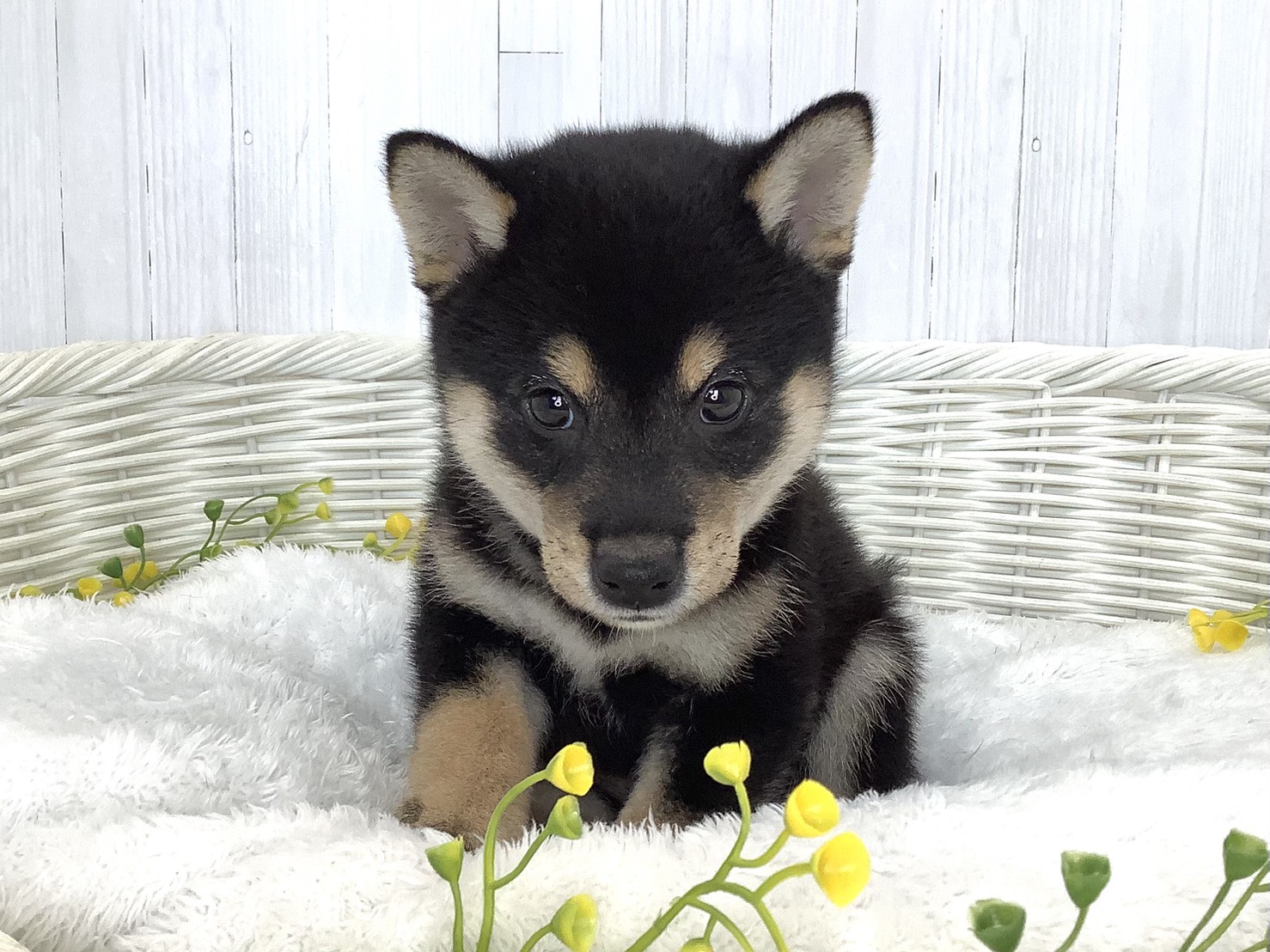 静岡県の豆柴 (マルエスペット富士店/2026年5月23日生まれ/男の子/黒)の子犬の1枚目の画像