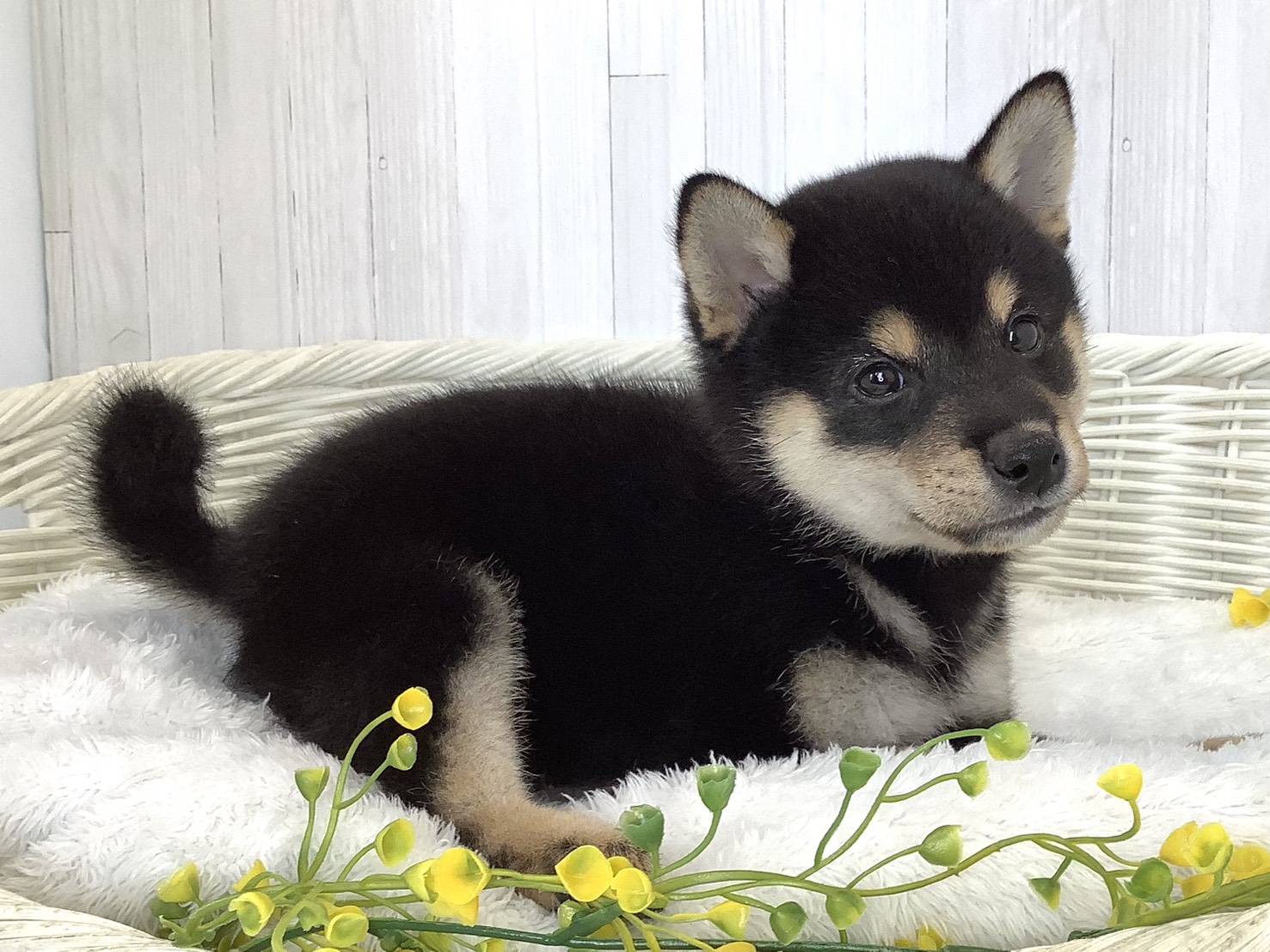 静岡県の豆柴 (マルエスペット富士店/2026年5月23日生まれ/男の子/黒)の子犬の2枚目の画像