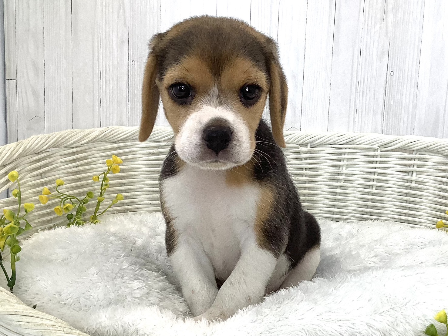 奈良県のビーグル (マルエスペット はんな店/2026年5月25日生まれ/男の子/ブラックタンホワイト)の子犬の1枚目の画像