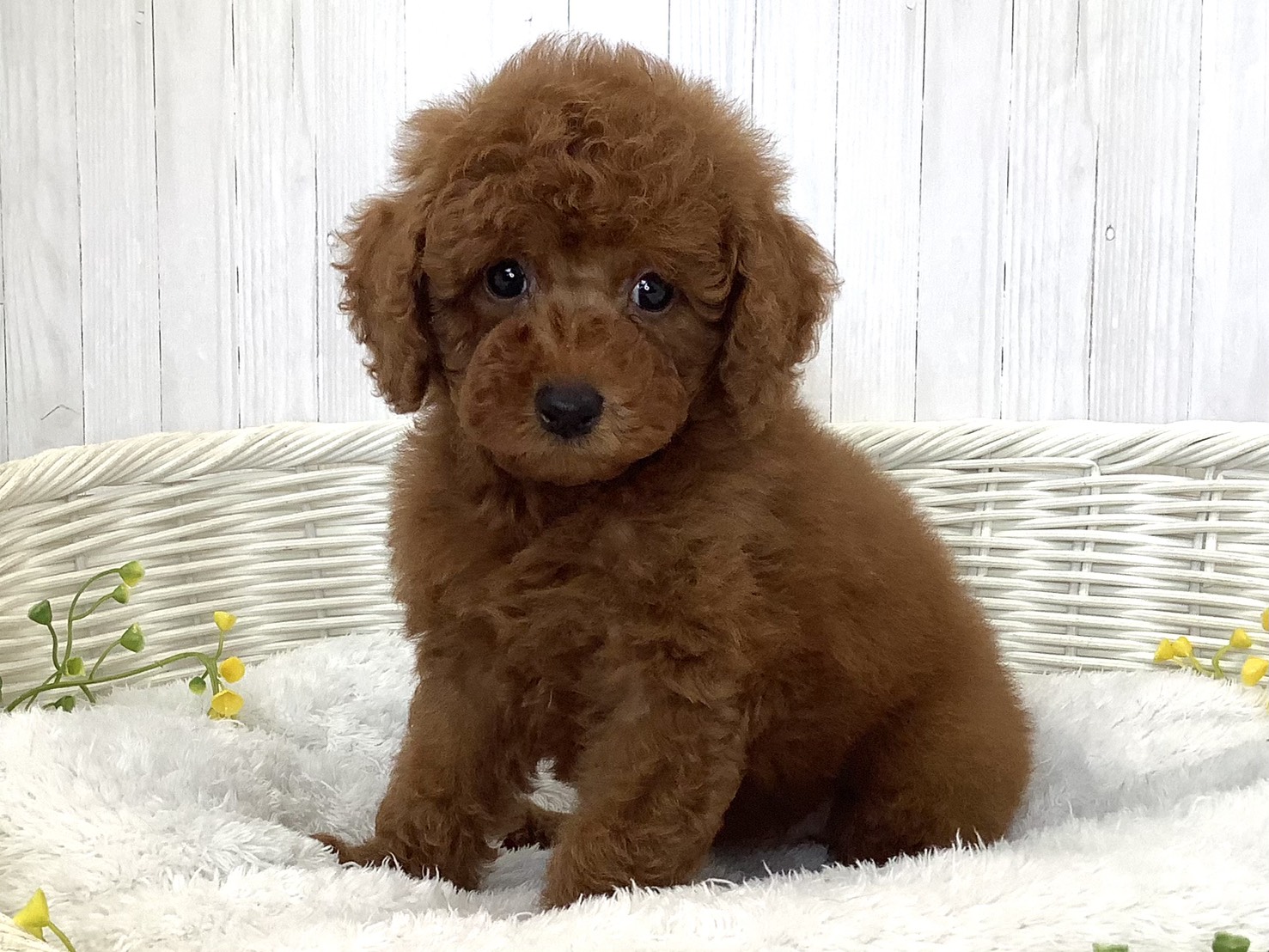 奈良県のトイプードル(トイ) (マルエスペット 富雄店/2026年5月23日生まれ/男の子/レッド)の子犬の3枚目の画像