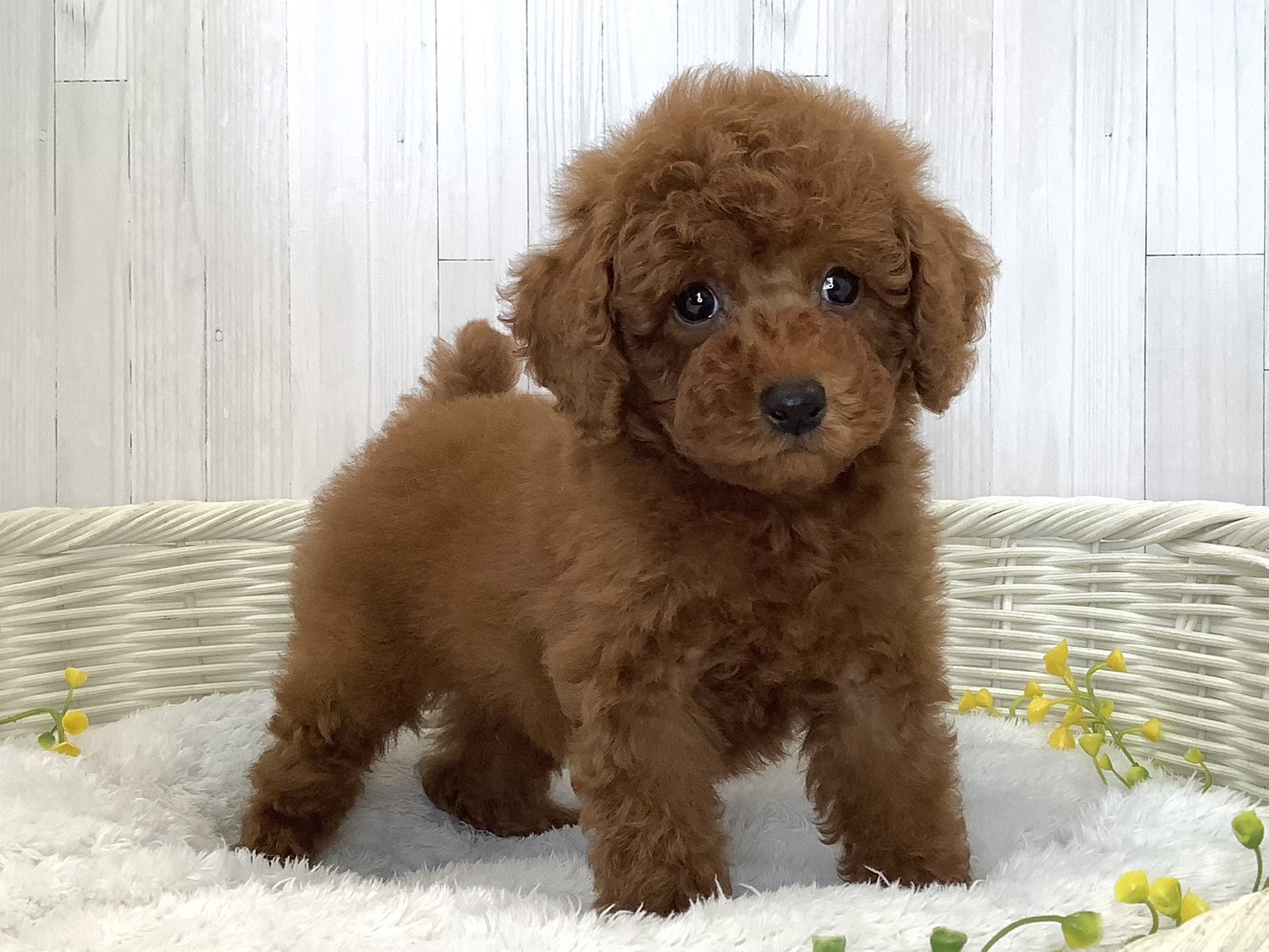 奈良県のトイプードル(トイ) (マルエスペット 富雄店/2026年5月23日生まれ/男の子/レッド)の子犬の2枚目の画像