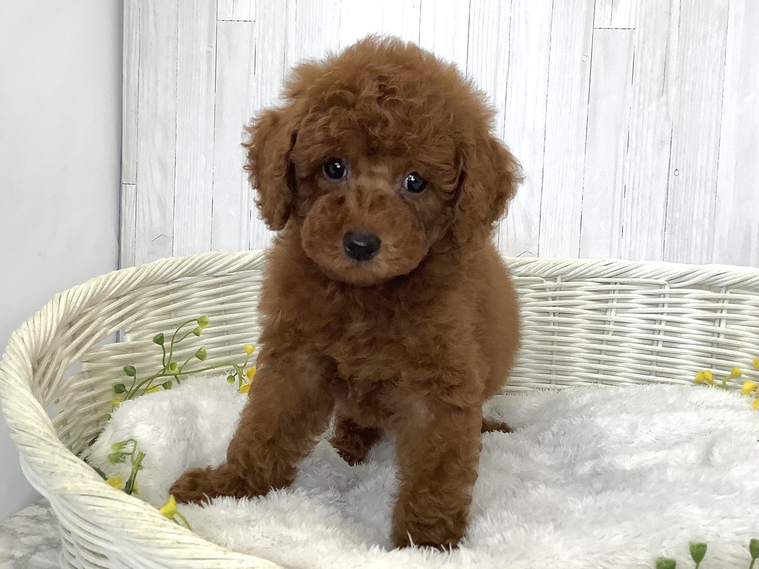 奈良県のトイプードル(トイ) (マルエスペット 富雄店/2026年5月23日生まれ/男の子/レッド)の子犬の1枚目の画像