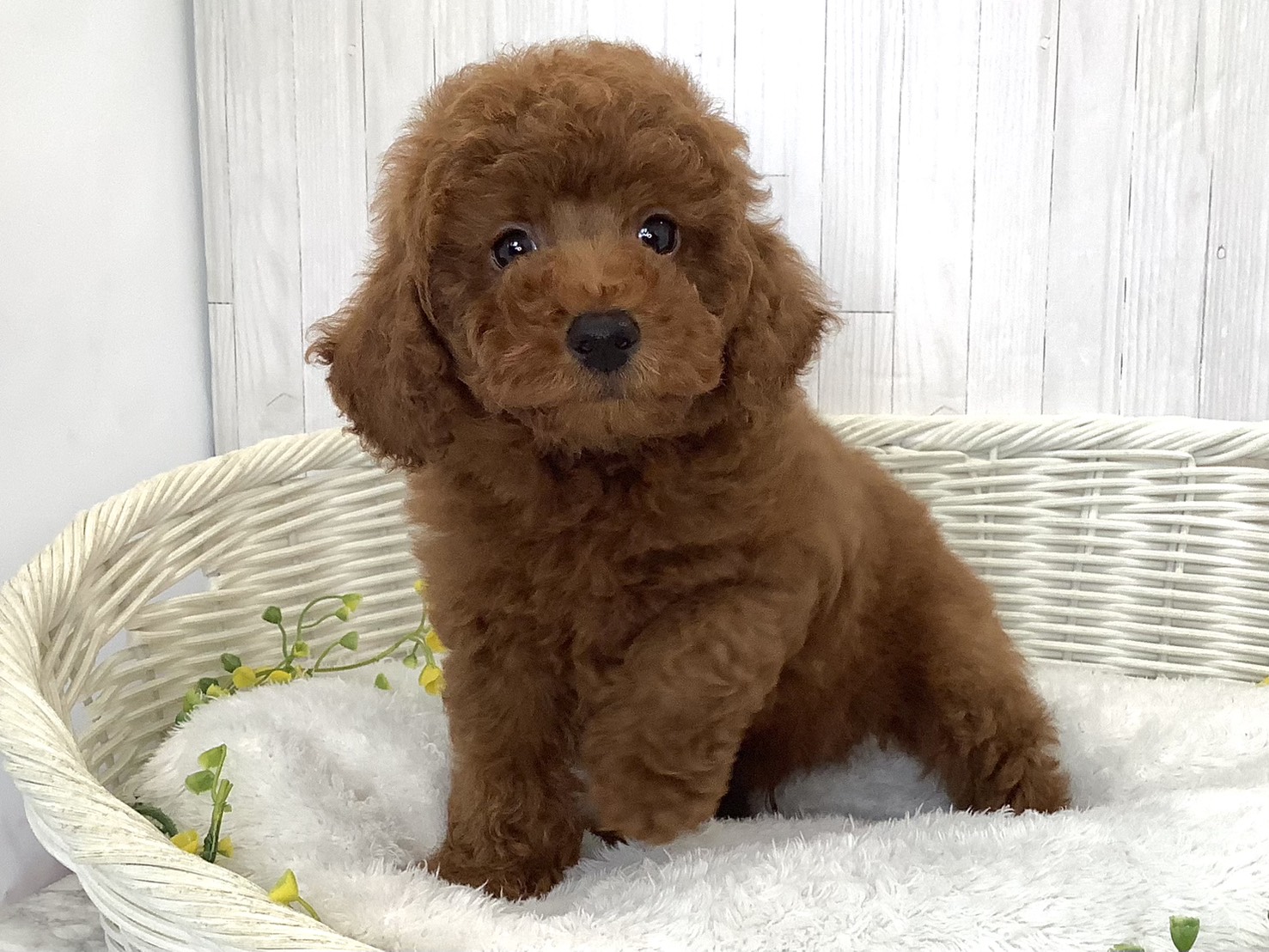 奈良県のトイプードル(トイ) (マルエスペット はんな店/2026年5月23日生まれ/男の子/レッド)の子犬の3枚目の画像