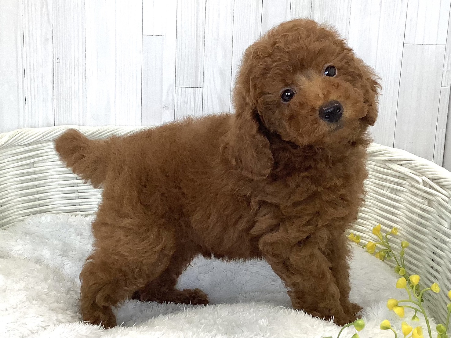 奈良県のトイプードル(トイ) (マルエスペット はんな店/2026年5月23日生まれ/男の子/レッド)の子犬の2枚目の画像
