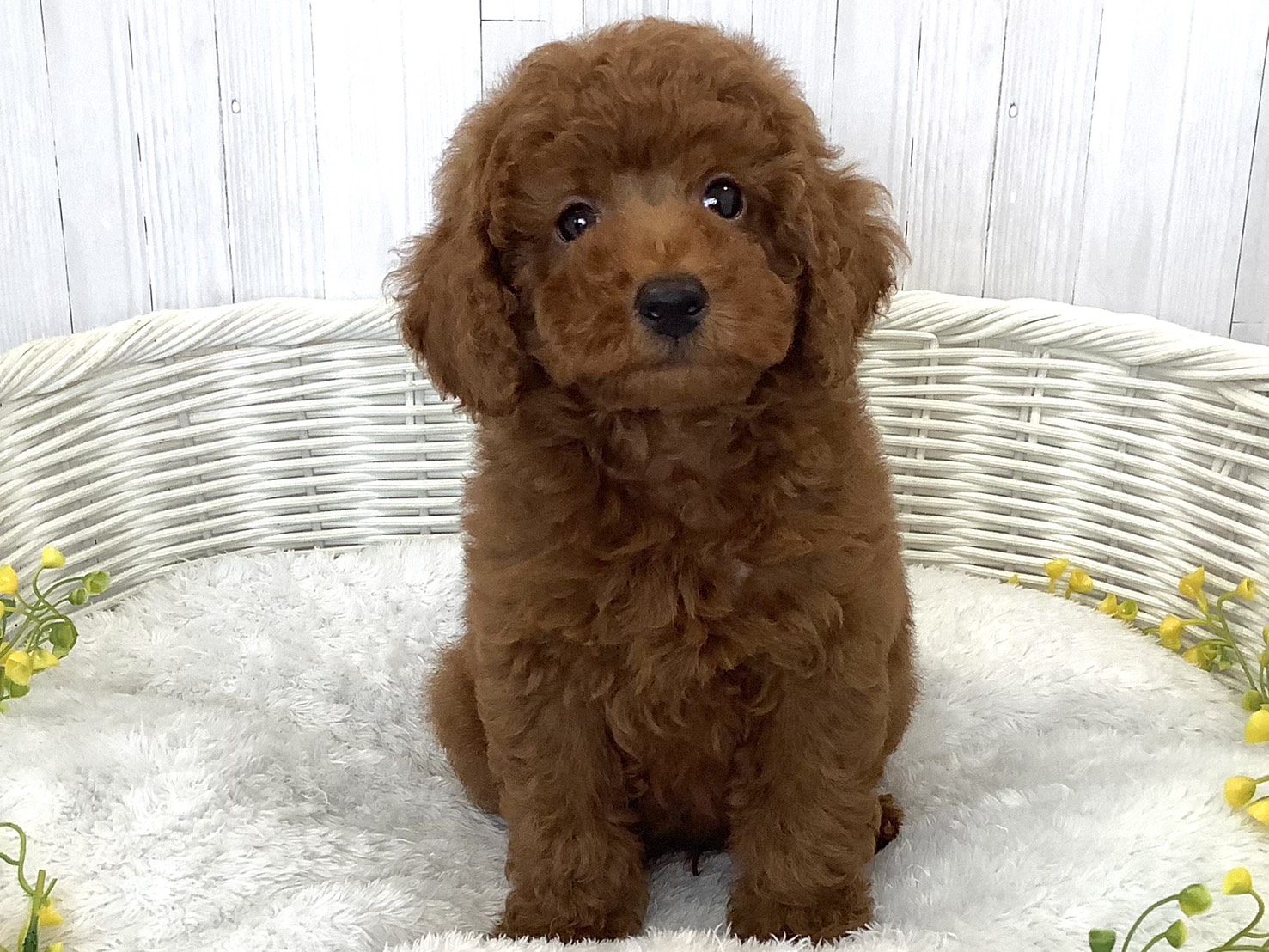 奈良県のトイプードル(トイ) (マルエスペット はんな店/2026年5月23日生まれ/男の子/レッド)の子犬の1枚目の画像