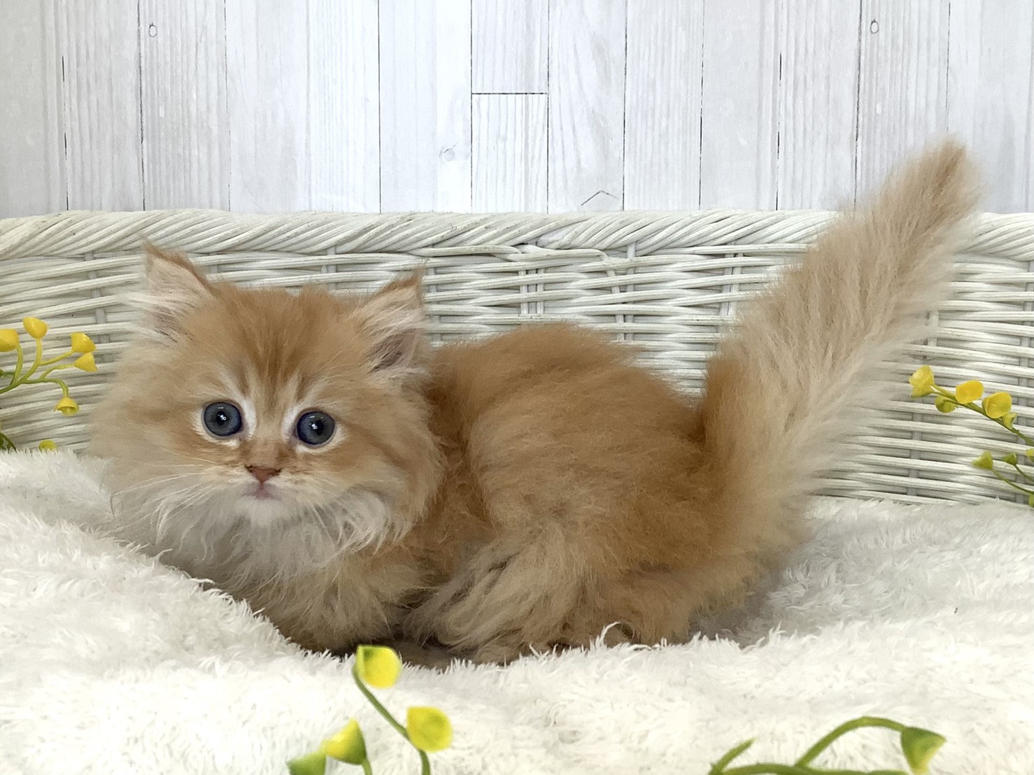 奈良県のミヌエット (マルエスペット はんな店/2026年5月22日生まれ/女の子/レッドタビー)の子猫の3枚目の画像