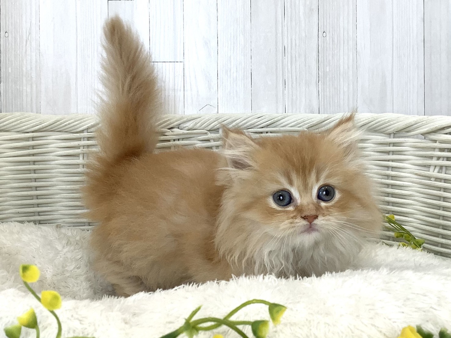 奈良県のミヌエット (マルエスペット はんな店/2026年5月22日生まれ/女の子/レッドタビー)の子猫の2枚目の画像