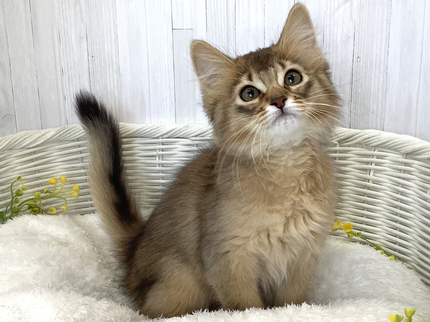 奈良県のソマリ (マルエスペット いかるが店/2026年4月28日生まれ/女の子/ルディ)の子猫の3枚目の画像