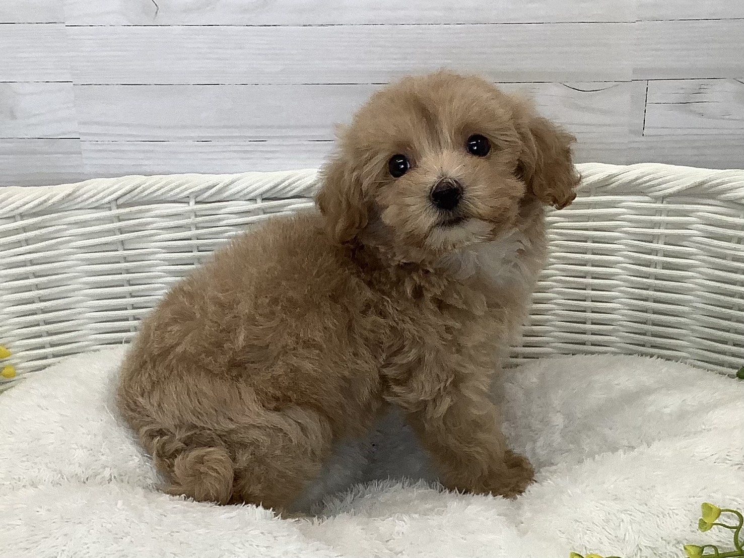 愛知県のビションプー(ビションフリーゼ×プードル) (ペッツワン稲沢ハーモニーランド店/2026年5月30日生まれ/女の子/クリームホワイト)の子犬の3枚目の画像