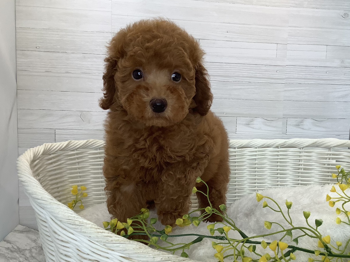 静岡県のトイプードル(トイ) (マルエスペット島田店/2026年5月25日生まれ/男の子/レッド)の子犬の2枚目の画像