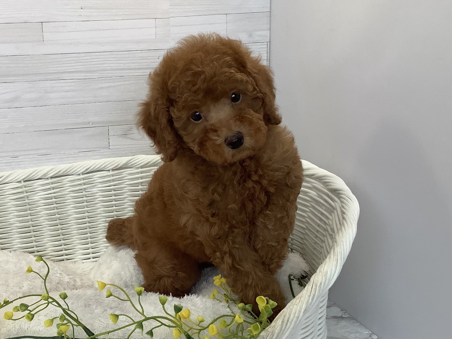 静岡県のトイプードル(トイ) (マルエスペット島田店/2026年5月25日生まれ/男の子/レッド)の子犬の3枚目の画像