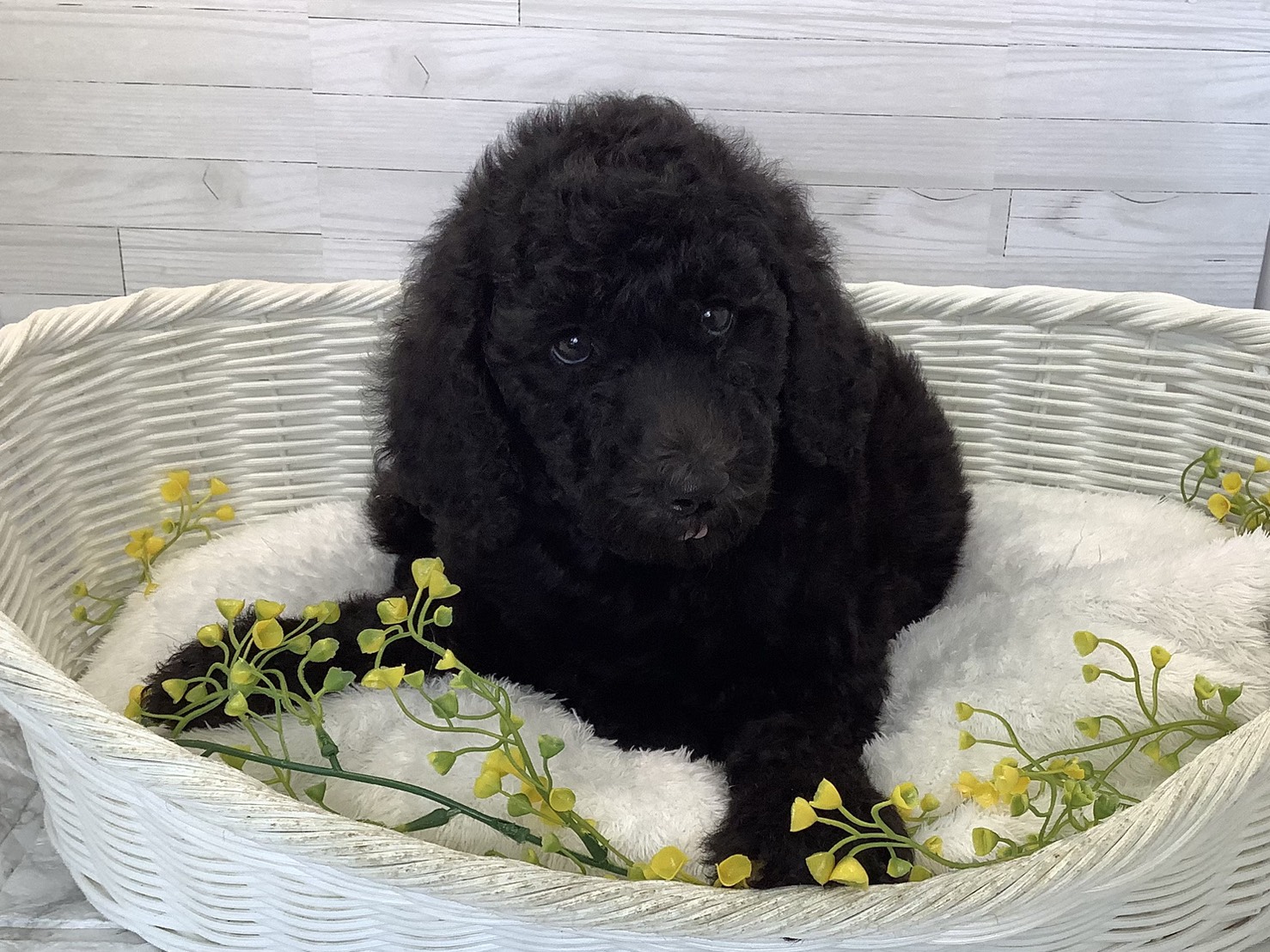 静岡県のスタンダードプードル (マルエスペット島田店/2026年6月1日生まれ/男の子/ブラック)の子犬の2枚目の画像