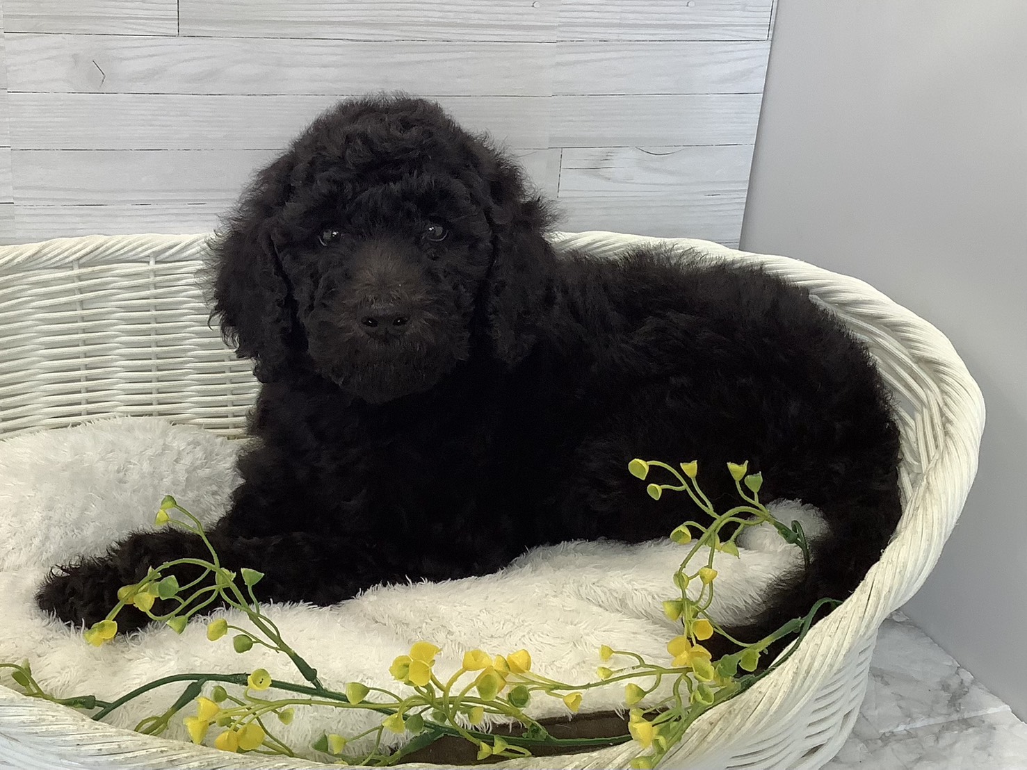 静岡県のスタンダードプードル (マルエスペット島田店/2026年6月1日生まれ/男の子/ブラック)の子犬の3枚目の画像
