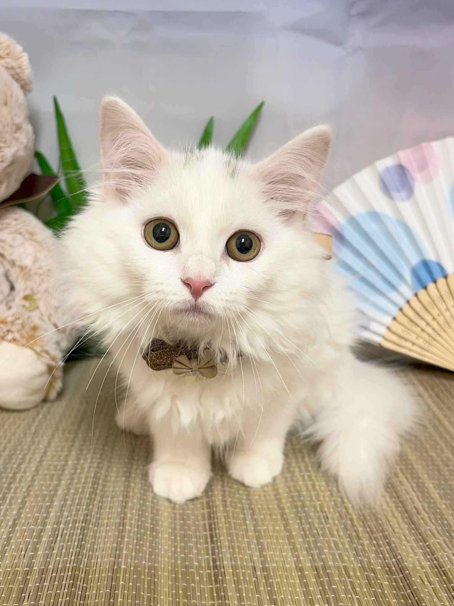 静岡県のサイベリアン (マルエスペット富士店/2026年4月2日生まれ/女の子/ホワイト)の子猫の4枚目の画像
