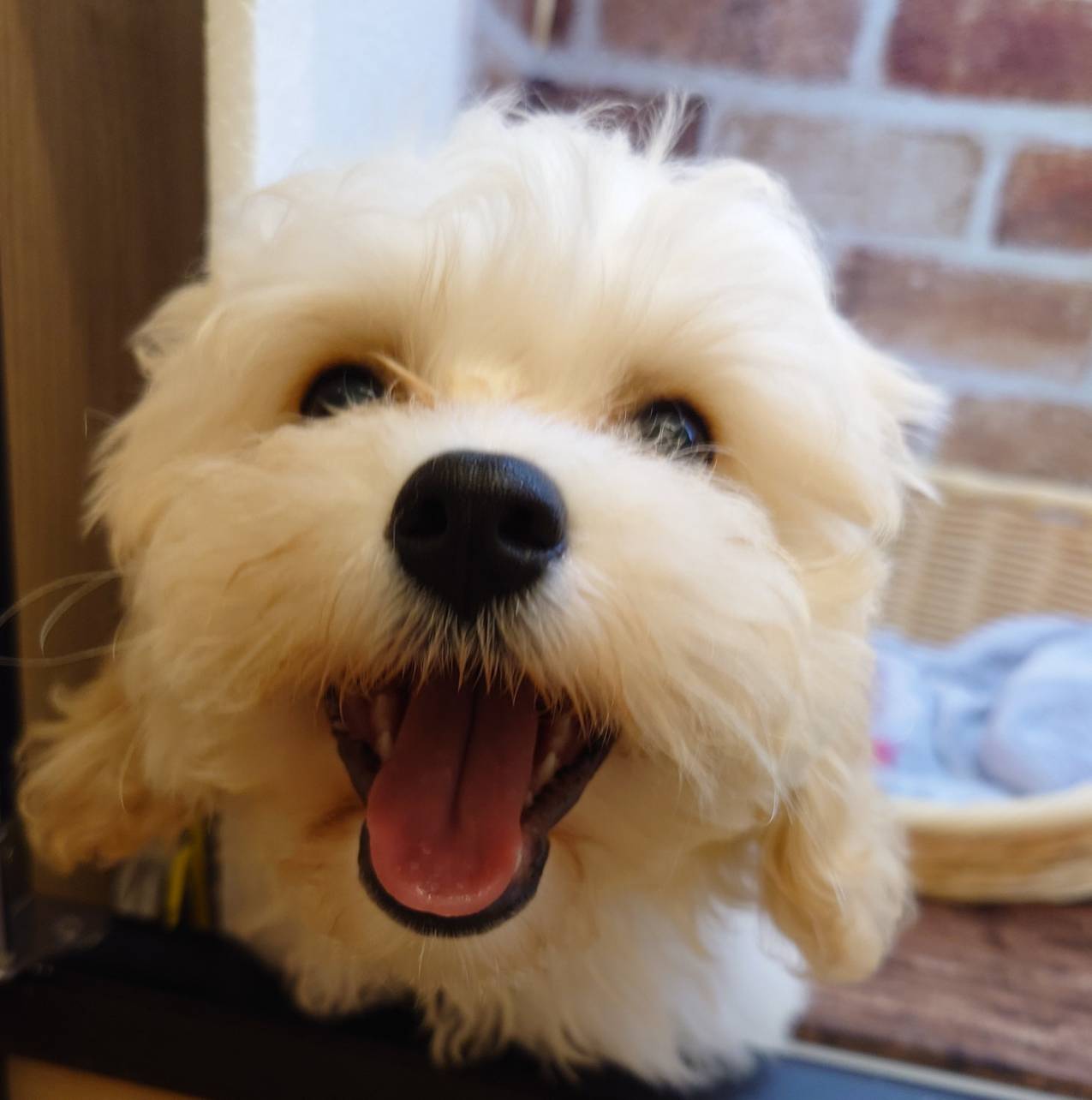 広島県のハーフ犬・ミックス犬 (マルエスペット広島段原ショッピングセンター店/2026年5月5日生まれ/男の子/クリームホワイト)の子犬の1枚目の画像