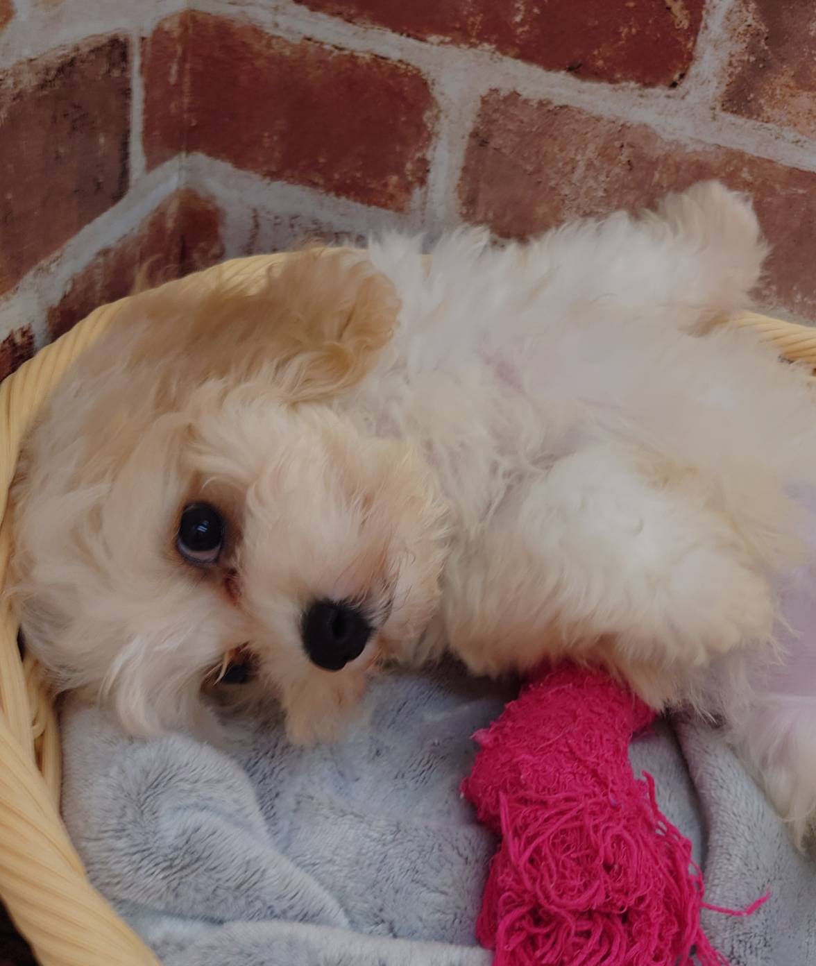 広島県のハーフ犬・ミックス犬 (マルエスペット広島段原ショッピングセンター店/2026年5月5日生まれ/男の子/クリームホワイト)の子犬の2枚目の画像
