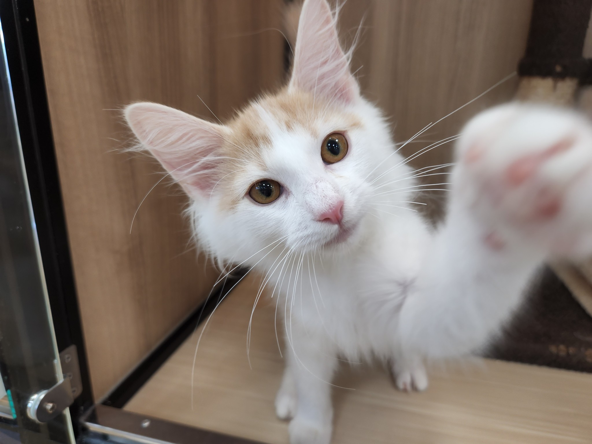 奈良県のノルウェージャンフォレストキャット (マルエスペット いかるが店/2026年4月8日生まれ/男の子/クリームタビーホワイト)の子猫の2枚目の画像
