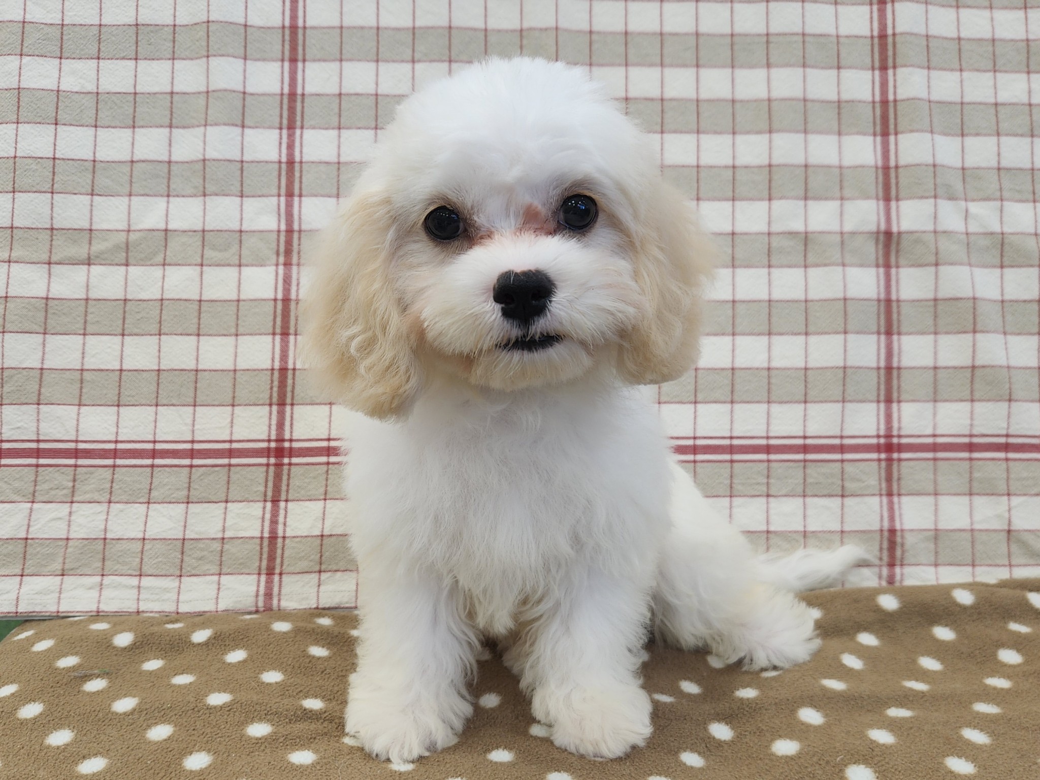 奈良県のハーフ犬・ミックス犬 (マルエスペット いかるが店/2026年5月5日生まれ/女の子/クリームホワイト)の子犬の2枚目の画像