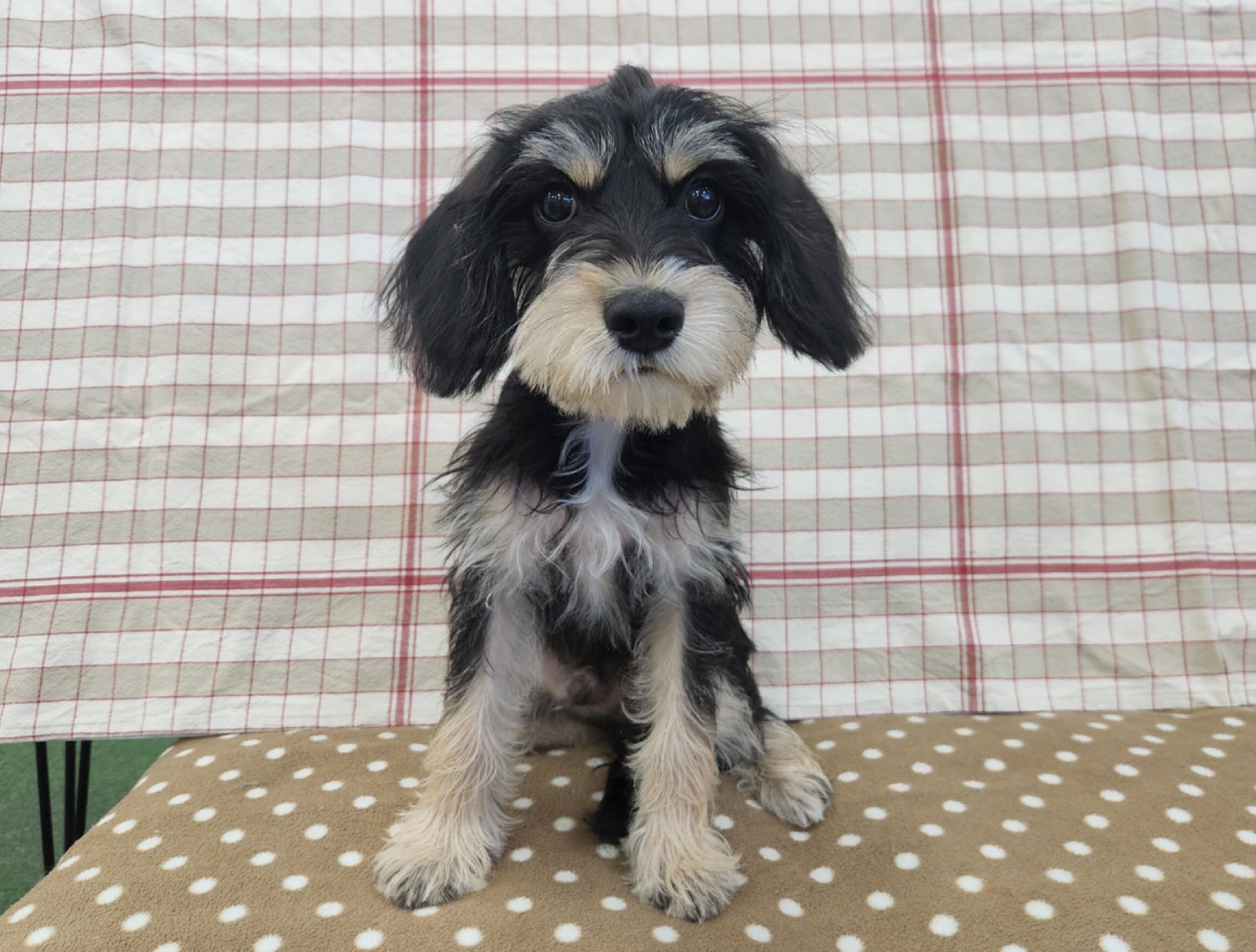 奈良県のハーフ犬・ミックス犬 (マルエスペット いかるが店/2026年4月1日生まれ/男の子/ブラックタン)の子犬の3枚目の画像