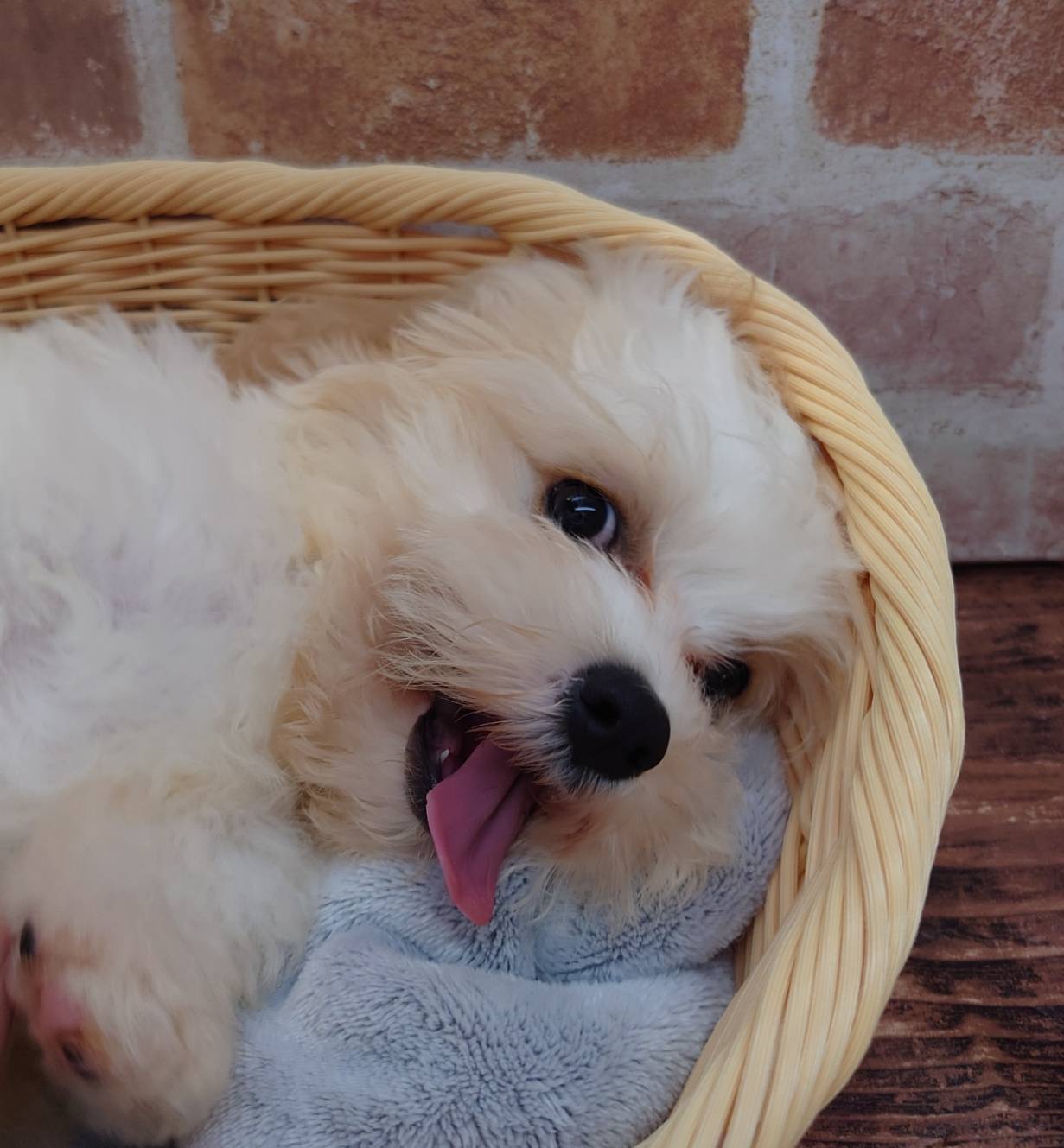 広島県のハーフ犬・ミックス犬 (マルエスペット広島段原ショッピングセンター店/2026年5月5日生まれ/男の子/クリームホワイト)の子犬の3枚目の画像