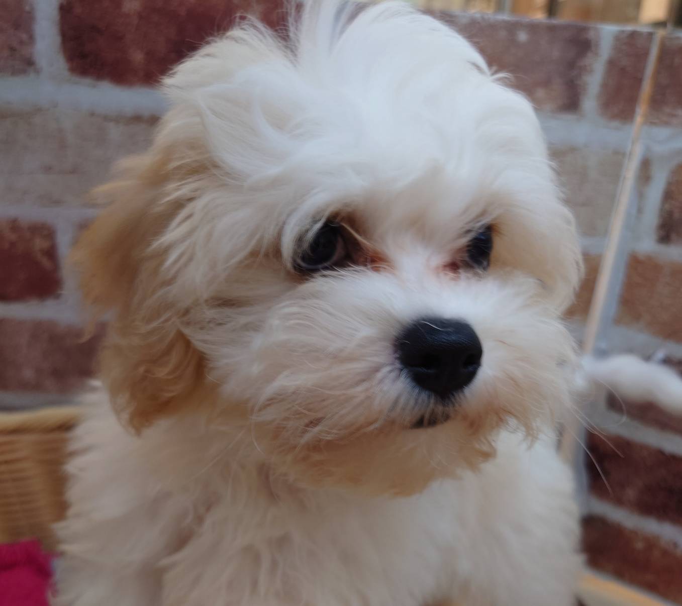 広島県のハーフ犬・ミックス犬 (マルエスペット広島段原ショッピングセンター店/2026年5月5日生まれ/男の子/クリームホワイト)の子犬の4枚目の画像