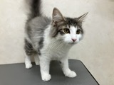 神奈川県のノルウェージャンフォレストキャット (マルエスペット湯河原店/2026年4月8日生まれ/男の子/ブルータビーホワイト)の子猫の2枚目の画像