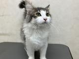 神奈川県のノルウェージャンフォレストキャット (マルエスペット湯河原店/2026年4月8日生まれ/男の子/ブルータビーホワイト)の子猫の1枚目の画像