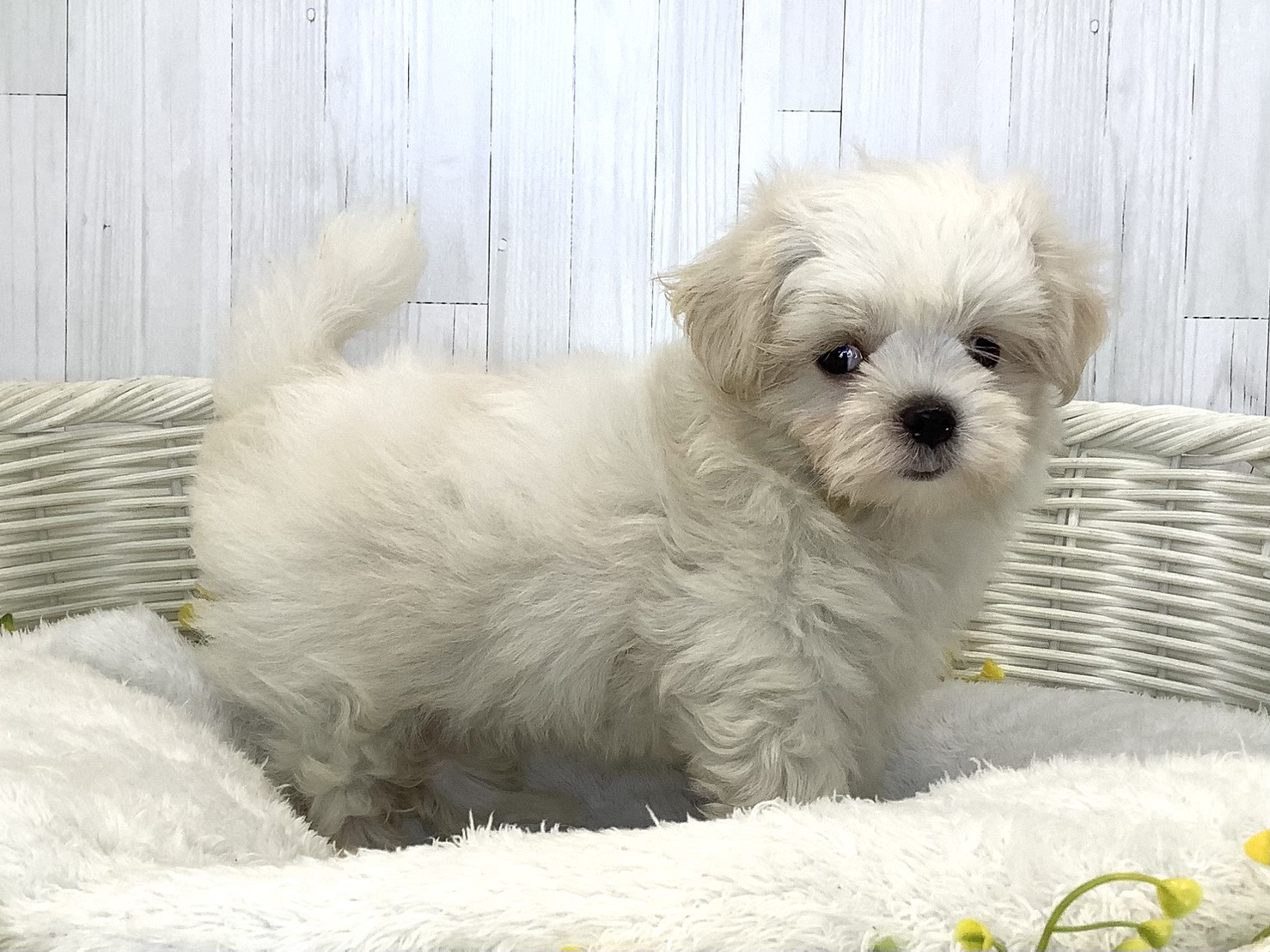奈良県のマルチーズ (マルエスペット 富雄店/2026年6月17日生まれ/女の子/ホワイト)の子犬の2枚目の画像