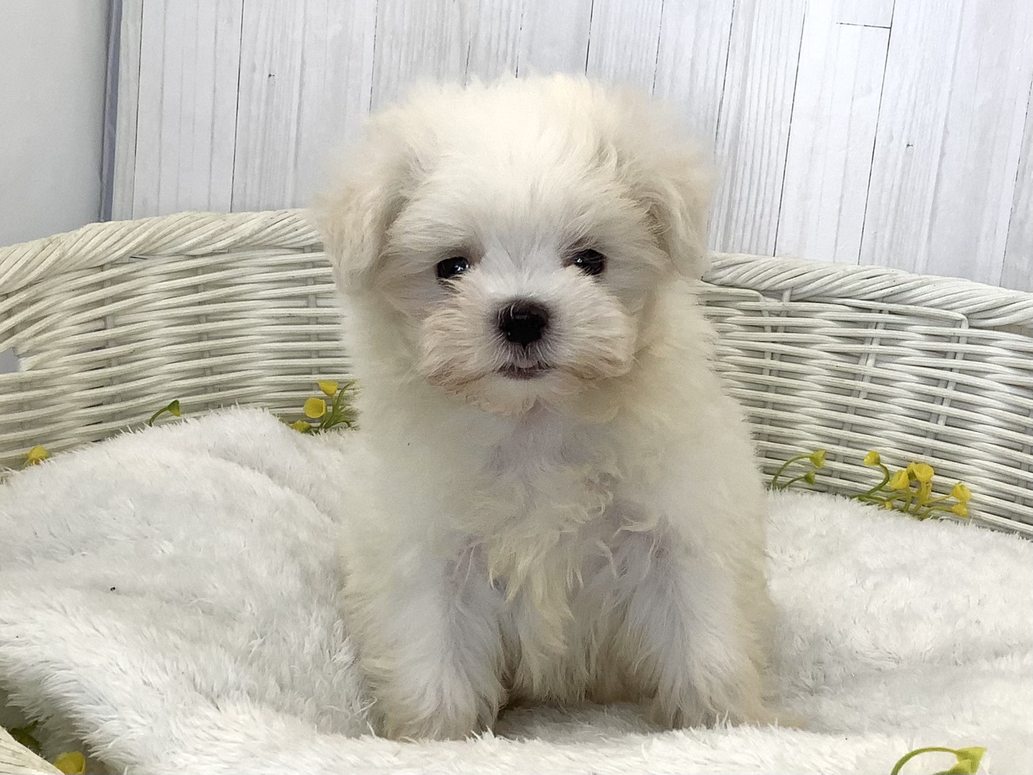 千葉県のマルチーズ (マルエスペット千鳥町店/2026年6月13日生まれ/男の子/ホワイト)の子犬の1枚目の画像