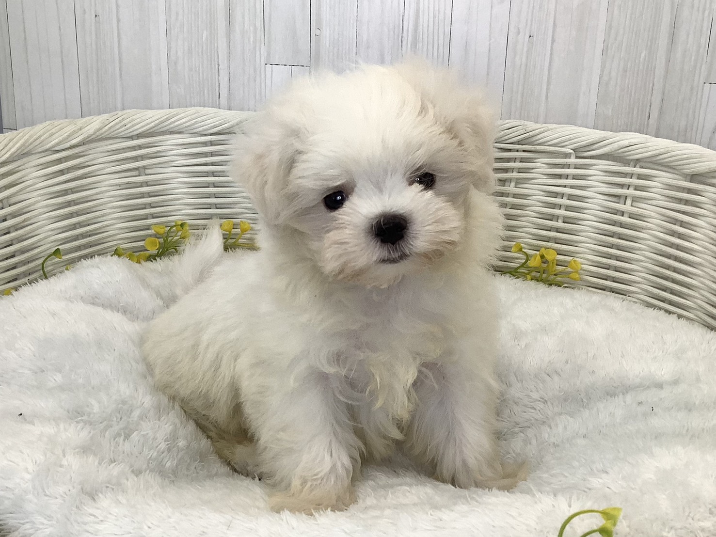 千葉県のマルチーズ (マルエスペット千鳥町店/2026年6月13日生まれ/男の子/ホワイト)の子犬の3枚目の画像