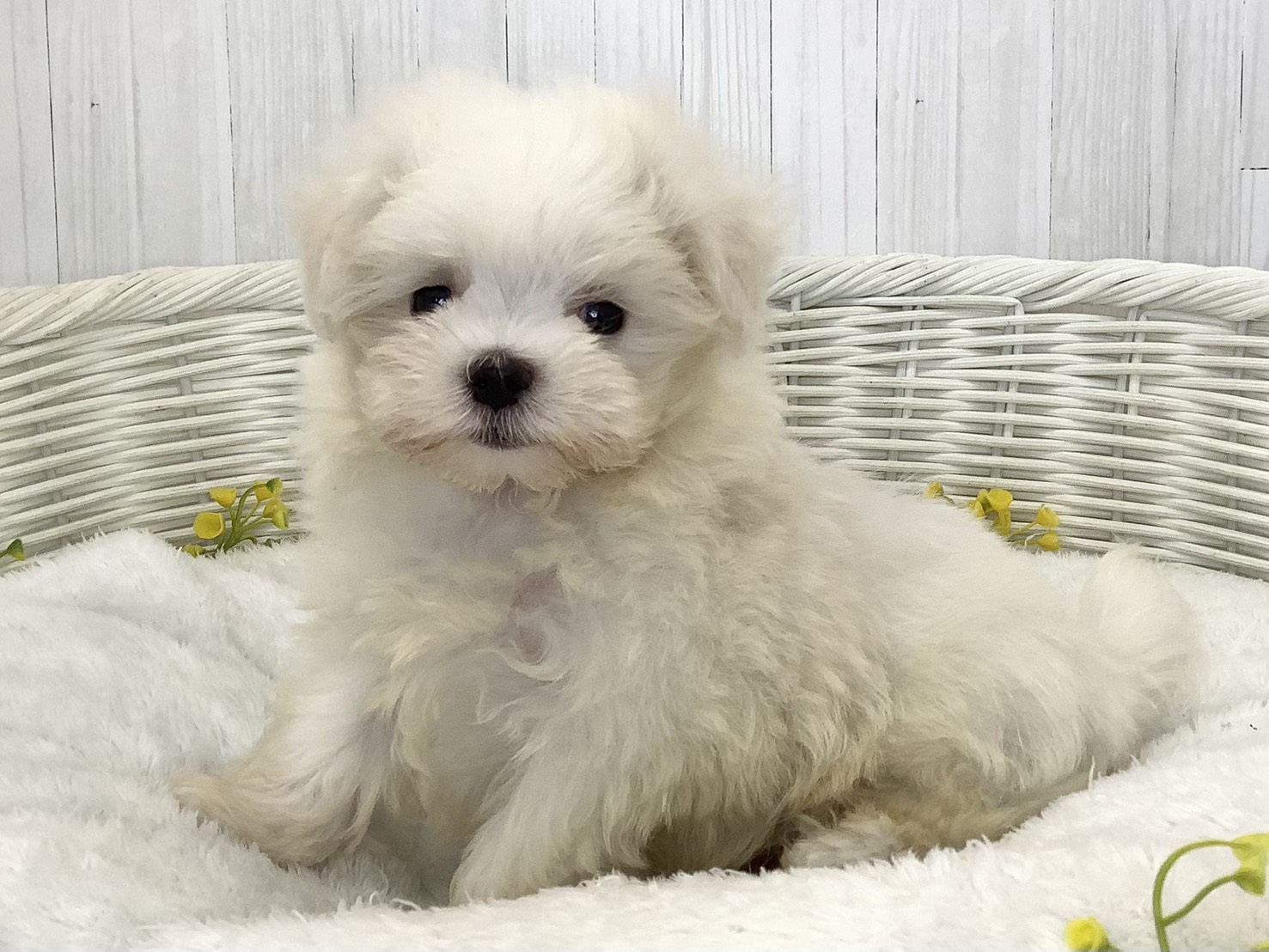 千葉県のマルチーズ (マルエスペット千鳥町店/2026年6月13日生まれ/男の子/ホワイト)の子犬の2枚目の画像