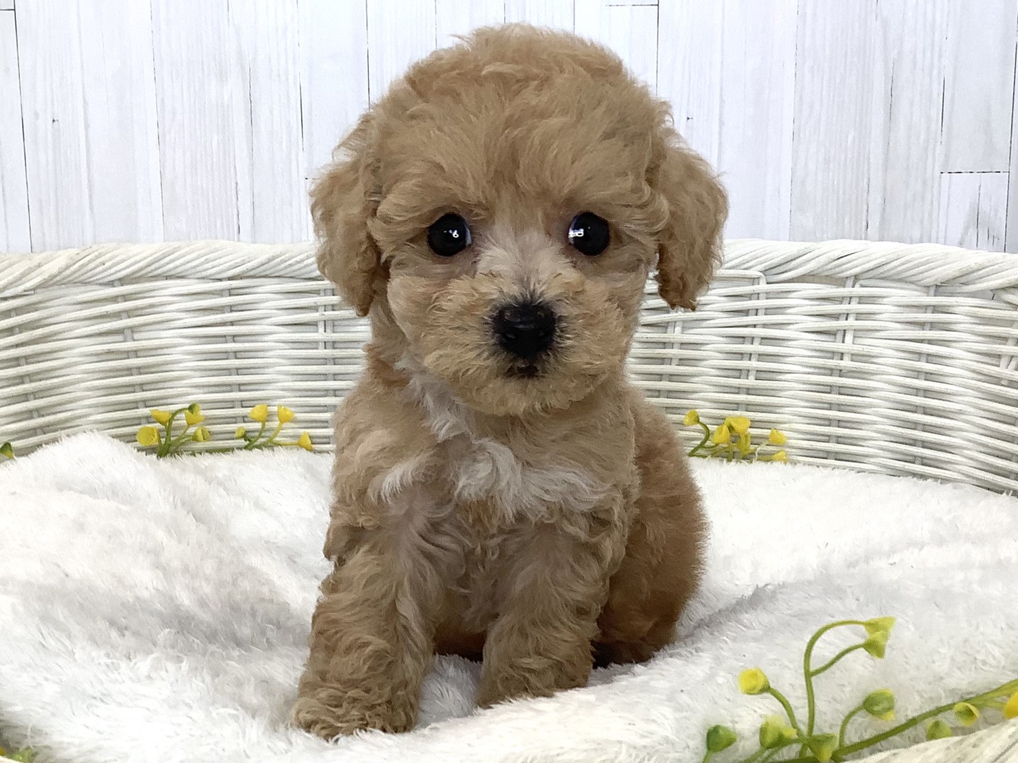静岡県のハーフ犬・ミックス犬 (マルエスペット富士店/2026年6月20日生まれ/男の子/クリーム)の子犬の1枚目の画像